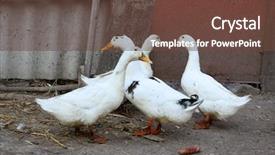  Presentation with hen - Audience pleasing PPT theme consisting of mother hen - ducks in the village backdrop and a  colored foreground