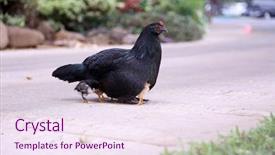  Presentation with chicks - Beautiful theme featuring mother hen - orpington chicken with chicks orpington backdrop and a sky blue colored foreground