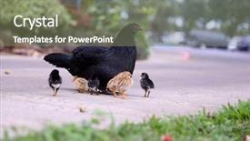  Presentation with chicks - Amazing slide deck having mother hen - orpington chicken with chicks orpington backdrop and a gray colored foreground
