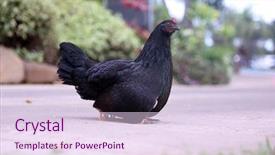  Presentation with chicks - Slide deck with mother hen - orpington chicken with chicks orpington background and a sky blue colored foreground