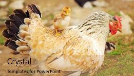  Presentation with love mother - Presentation with mother hen enjoying her motherhood background and a yellow colored foreground