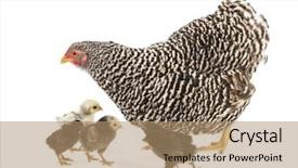  Presentation with chicks - Amazing slides having mother hen walking with its backdrop and a coral colored foreground