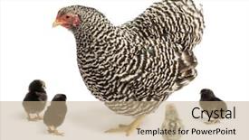  Presentation with chicks - Colorful PPT layouts enhanced with mother hen with its chicks backdrop and a coral colored foreground