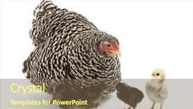  Presentation with chicks - PPT theme with mother hen with its chicks background and a  colored foreground