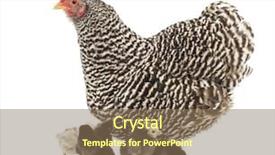  Presentation with chicks - Theme consisting of mother hen with its chicks background and a coral colored foreground