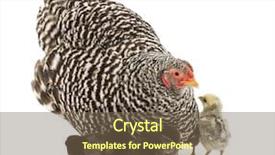  Presentation with chicks - Slides enhanced with mother hen with its chicks background and a  colored foreground