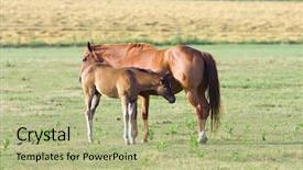  Presentation with foal - Presentation design having mother horse with foal in meadow background and a mint green colored foreground