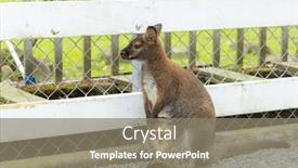  Presentation with kangaroo - Slide set consisting of mother-kangaroo-with-baby background and a gray colored foreground