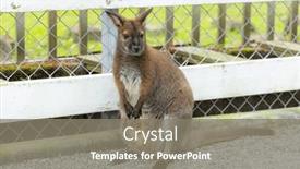  Presentation with kangaroo - Presentation with mother-kangaroo-with-baby background and a gray colored foreground