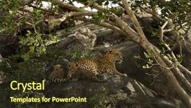  Presentation with landscapes of savanna serengeti tanzania - Theme enhanced with mother leopard with two cubs background and a tawny brown colored foreground
