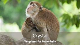  Presentation with jungle - Presentation theme enhanced with mother macaque and it's baby in the jungle thailand background and a gray colored foreground