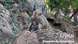  Presentation with monkey - Audience pleasing PPT layouts consisting of mother monkey with baby monkey with green background backdrop and a gray colored foreground