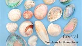  Presentation with seashell - Beautiful slides featuring mother-of-pearl-seashell-collection backdrop and a light blue colored foreground