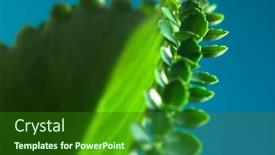  Presentation with reproduction - Theme having mother-of-thousands-kalanchoe-daigremontiana background and a forest green colored foreground