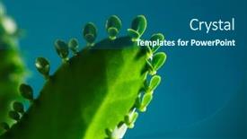  Presentation with develop - Slide deck featuring mother-of-thousands-kalanchoe-daigremontiana background and a ocean colored foreground