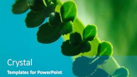  Presentation with develop - Cool new theme with mother-of-thousands-kalanchoe-daigremontiana backdrop and a teal colored foreground