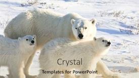  Presentation with polar bear - Colorful slides enhanced with mother-polar-bear-walks backdrop and a mint green colored foreground