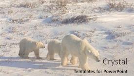  Presentation with polar bear - Presentation theme having mother-polar-bear-walks background and a mint green colored foreground