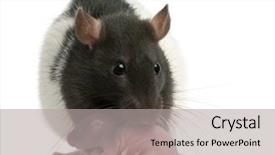  Presentation with white rat - Theme featuring mother rat carrying her baby background and a light gray colored foreground