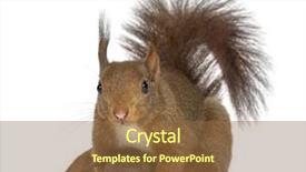  Presentation with babies - Presentation theme consisting of mother red squirrel and babies in front of a white background background and a tawny brown colored foreground