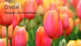  Presentation with diversity bright colors - Presentation theme having mother s day - bright colorful tulips close up background and a coral colored foreground