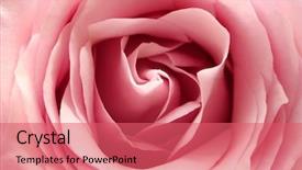  Presentation with pink rose - Cool new theme with mother s day - pink rose close up backdrop and a coral colored foreground
