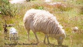  Presentation with grazing - PPT theme featuring mother sheep and baby lamb grazing in menorca field background and a gold colored foreground