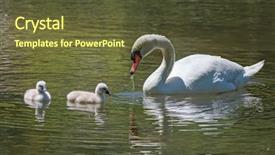  Presentation with mother baby - Beautiful PPT theme featuring mother swan with two baby backdrop and a tawny brown colored foreground