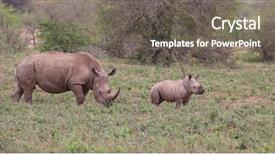  Presentation with mother baby - Slides enhanced with mother with a rhino baby background and a gray colored foreground