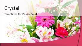  Presentation with mothers - Presentation with mothers day carnation - flowers in a bouquet intentionally background and a white colored foreground