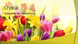  Presentation with tulips - Colorful presentation theme enhanced with march spring - colorful tulips and daffodils backdrop and a blonde colored foreground