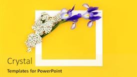  Presentation with iris flower yellow - Presentation design with mothers-day-spring-easter-iris background and a yellow colored foreground