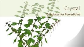  Presentation with wild flower - Audience pleasing PPT theme consisting of motherwort-leonurus-cardiaca-wild-flower backdrop and a soft green colored foreground