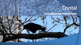  Presentation with crow - Presentation design enhanced with motion of crow standing background and a teal colored foreground