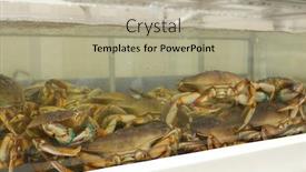  Presentation with crabs - Audience pleasing PPT theme consisting of motion-of-live-crabs backdrop and a mint green colored foreground