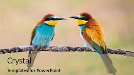  Presentation with eaters - PPT theme with motley - couple of bee-eaters background and a coral colored foreground