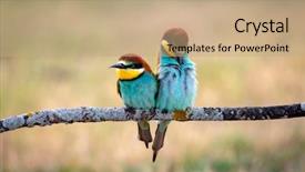  Presentation with eaters - Amazing PPT layouts having motley - couple of bee-eaters backdrop and a coral colored foreground