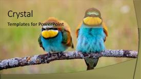  Presentation with eaters - Cool new PPT theme with motley - couple of bee-eaters backdrop and a yellow colored foreground