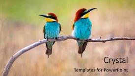  Presentation with eaters - Slide set having motley - couple of bee-eaters background and a coral colored foreground