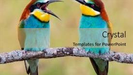  Presentation with eaters - Presentation theme featuring motley - couple of bee-eaters background and a yellow colored foreground