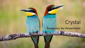  Presentation with eaters - Presentation design enhanced with motley - couple of bee-eaters background and a yellow colored foreground