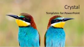  Presentation with eaters - Colorful presentation enhanced with motley - couple of bee-eaters backdrop and a coral colored foreground