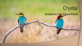  Presentation with eaters - Presentation design having motley - couple of bee-eaters background and a yellow colored foreground