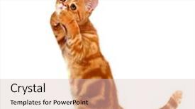  Presentation with cat - Slide deck with motley - exotic shorthair red cat isolated background and a lemonade colored foreground