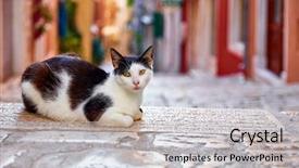  Presentation with beautiful houses - Theme featuring motley - pretty cat sitting on stone background and a light gray colored foreground