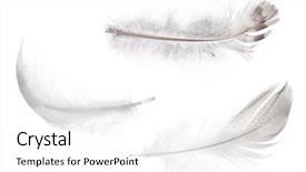  Presentation with set of sauces in white - Beautiful PPT theme featuring motley - set of feathers isolated backdrop and a white colored foreground