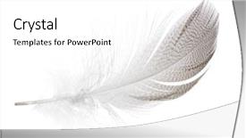  Presentation with seagull - Beautiful slide set featuring motley - striped seagull feather isolated backdrop and a white colored foreground