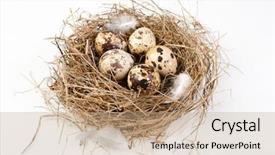  Presentation with bird eggs - Colorful PPT theme enhanced with motley eggs at nest backdrop and a coral colored foreground