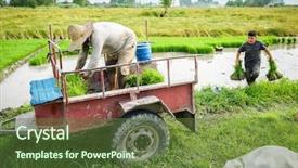  Presentation with manufacturing - Slide set featuring motorcycle manufacturing - old farmer working on rice background and a  colored foreground