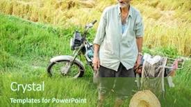  Presentation with plantation - PPT theme with motorcycle manufacturing - old farmer working on rice background and a  colored foreground